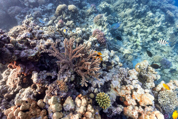 Naklejka na ściany i meble wildlife on coral reef