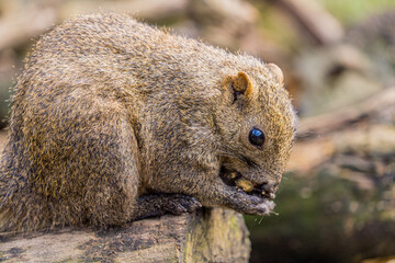 両手で木の実を持って美味しそうに食べるかわいいリス
