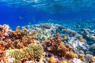 Rolgordijnen wildlife on coral reef © bocky