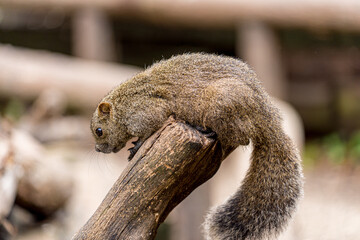 町田のリス園で暮らす可愛いリス