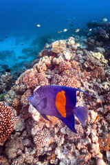 Naklejka na ściany i meble angelfish on coral reef