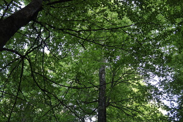 green trees on a beautiful spring day