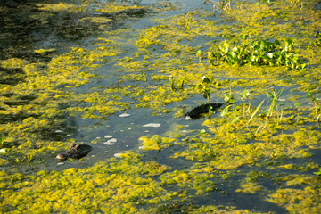 alligator in the pond