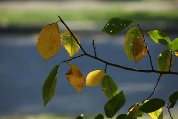 yellow leaves on the street 
