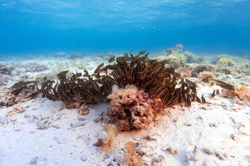 swarm of coral reef catfish feeding