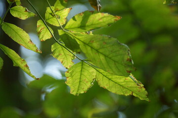 green leaves on the tree