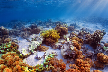 Fototapeta na wymiar sea floor on coral reef
