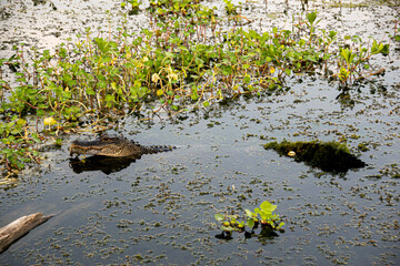 alligator in the pond