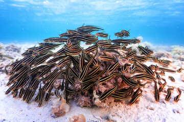swarm of coral reef catfish feeding