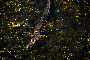 alligator in the pond