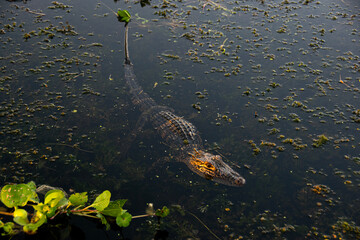alligator in the pond