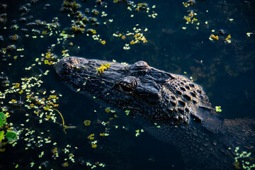 alligator in the pond - obrazy, fototapety, plakaty