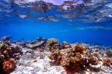 Clorfull corals in red sea