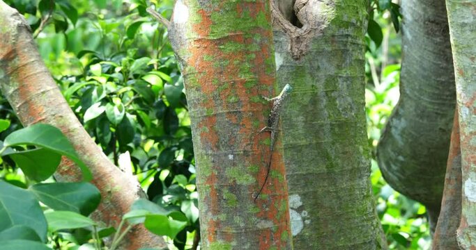 Draco sumatranus, commonly known as the Sumatran Flying Dragon, is a species of gliding lizard in the Draco genus. These lizards are known for their ability to glide through the air|飞蜥|