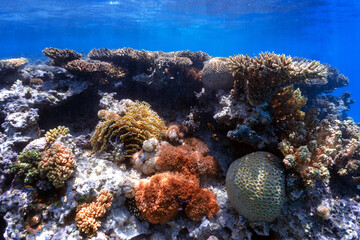 Clorfull corals in red sea