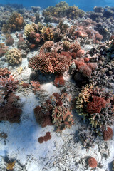 Clorfull corals in red sea