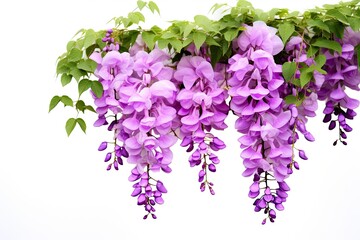 Wisteria blossoms in full spring bloom, adorning outdoor spaces with their colorful, decorative beauty.