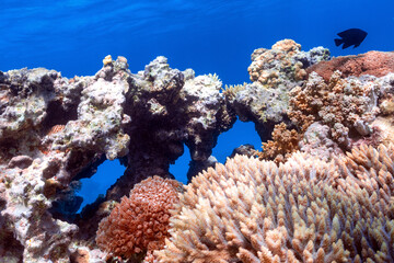 Clorfull corals in red sea