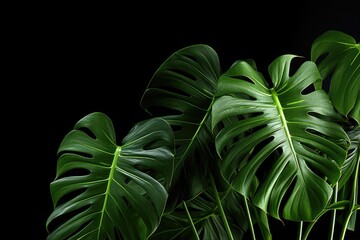 An abstract and colorful pattern of green leaves, reminiscent of a tropical jungle, creating an elegant and vibrant background.
