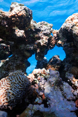 coral reef detail
