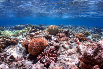 Coral balls in red sea