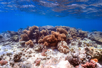 Naklejka na ściany i meble coral reef in red sea