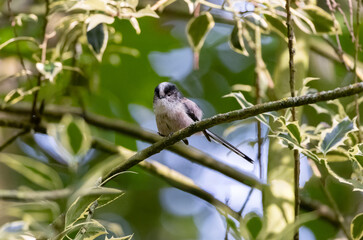 Long tailed tit or bushtit perched on tree branch. Cute small fluffy bird with soft white, pink and black feathers. Dublin, Ireland