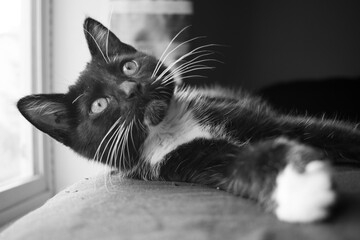 black and white cat