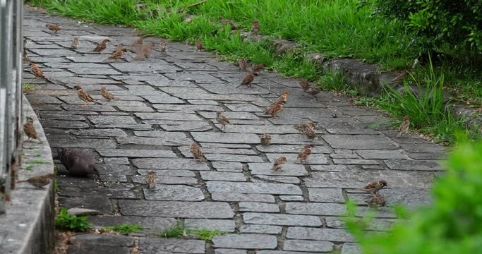 Sparrows are social birds that often gather in flocks, particularly during the non-breeding season. Flocking provides them with safety in numbers, making it easier to find food, detect predators.|麻雀