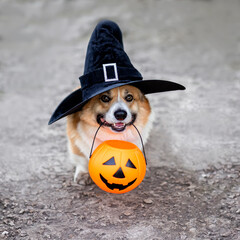 corgi dog puppy is sitting in the autumn garden with a halloween pumpkin basket in his teeth