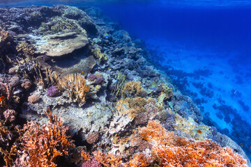 Fototapeta na wymiar Underwater cliff face on coral reef