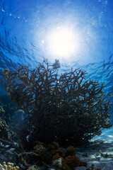 Coral and sun underwater in red sea