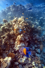 yellowbar angelfish on coral reef in red sea