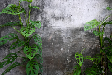 monstera monkey mask or Monstera Obliqua or Monstera adansonii or janda bolong wrapped around the wall of the house. © Stock Medae 