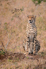Cheetah Sitting in African Bush