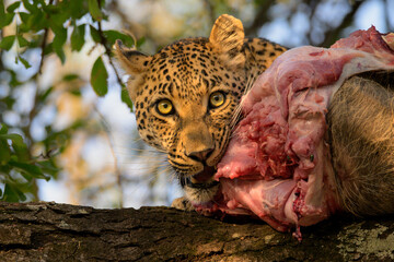 Leopard in Tree Eating Warthog