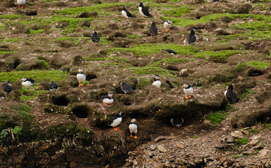 Fototapeta premium Puffins at their breeding grounds on the rocky Cliffs overlooking the Atlantic Ocean on Fogo Island in Newfoundland-Labrador