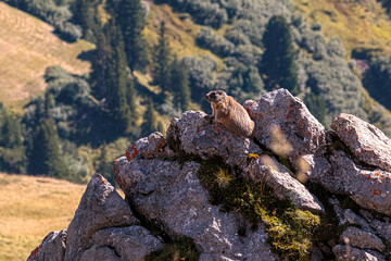 Ein Murmeltier (Marmota) sitz in den Bergen auf einem Felsen und schau sich die Gegend an