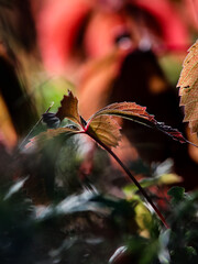 Autumn leaves with back color background