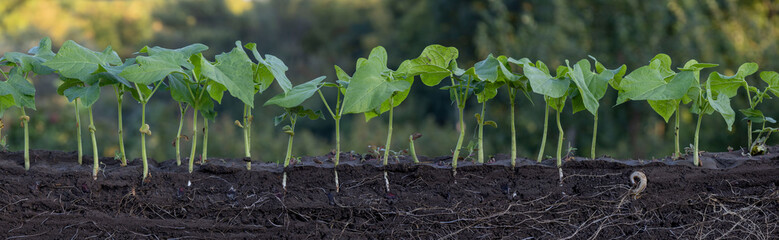 Young shoots of beans in the soil with roots. Blurred background.