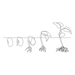 Fototapeta premium One line drawing Plant growth processing illustration