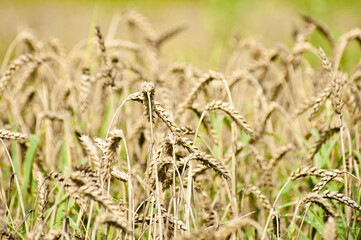 ears of grain crops close-up in summer