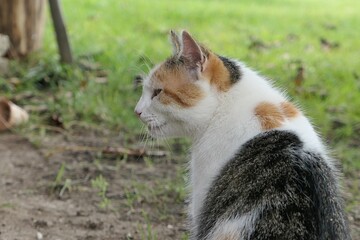 Profile portrait of female calico three coloured crossbreed female cat, sitting in front of garden lawn, looking left