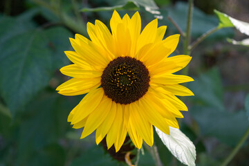 Fototapeta premium close-up of a yellow sunflower on a leafy background