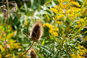 teasel flower head or seed head and autumnal wildflowers in the park - obrazy, fototapety, plakaty
