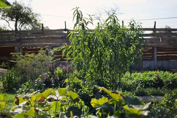 Cultivated plants in the garden