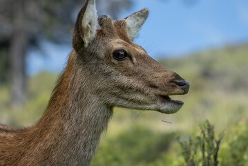 Hirsch im Wicklow Nationalpark