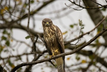 Mäusebussard auf Beutesuche