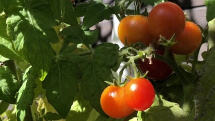 red tomatoes ripen on branches under the warm summer sun, close-up
