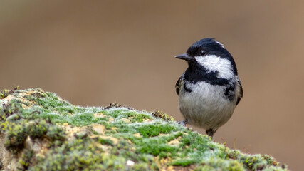 Coal Tit , Periparus ater.